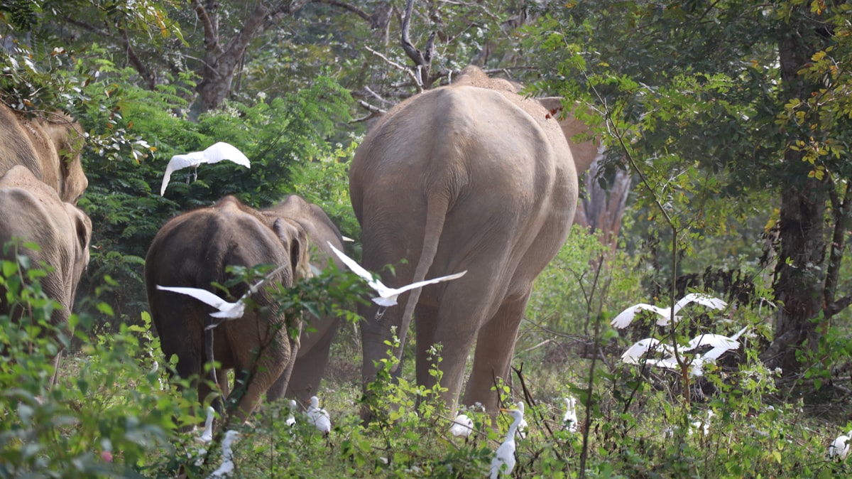 Wild Asian elephants walking through jungle at a Thai national park with egrets