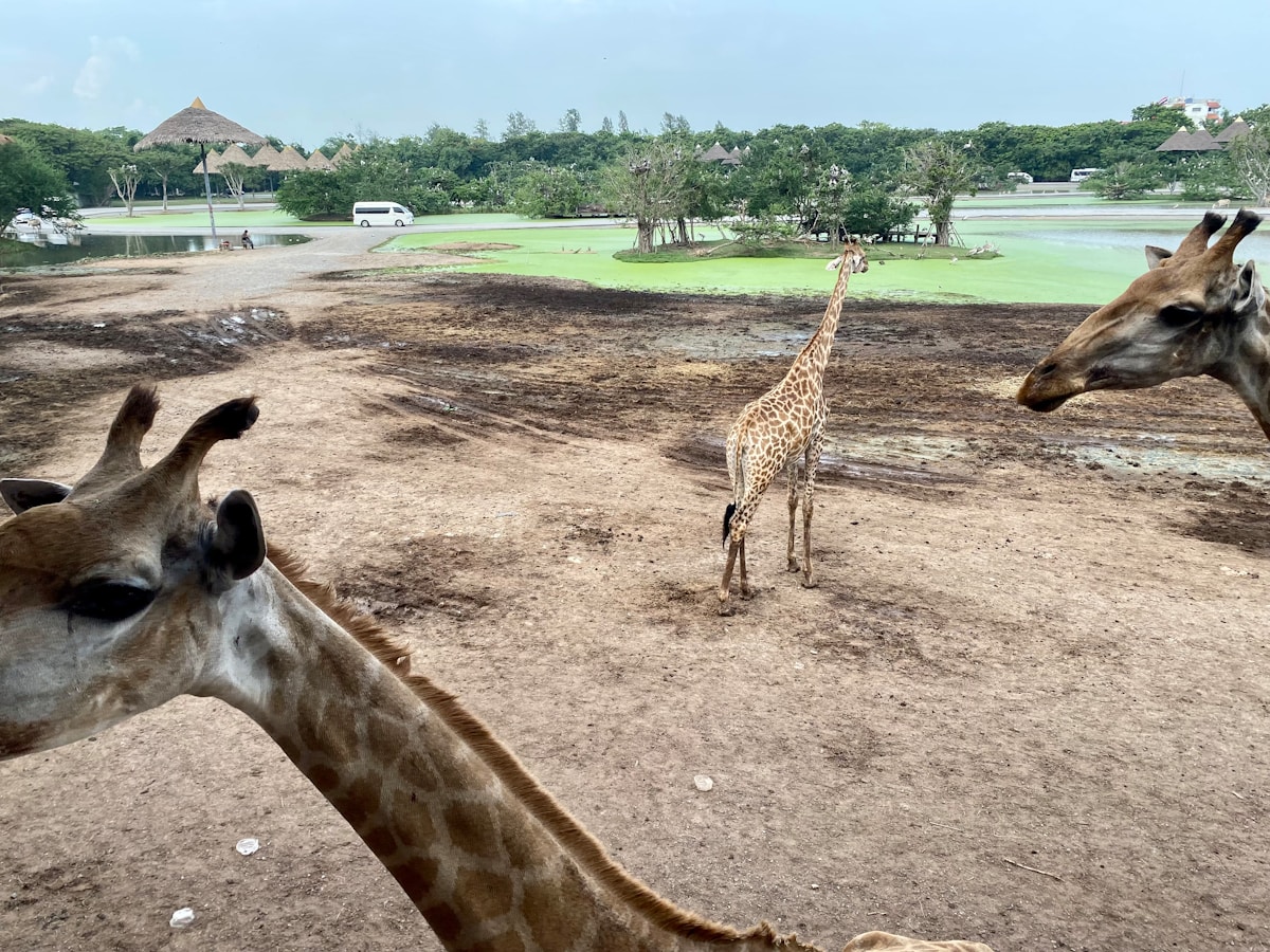 Giraffes at Safari World Bangkok, Thailand