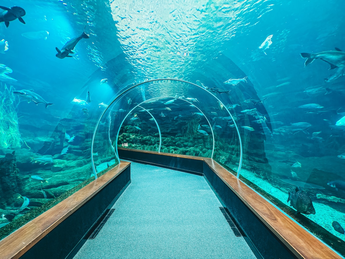 Underwater glass tunnel at an aquarium with sharks and fish swimming overhead