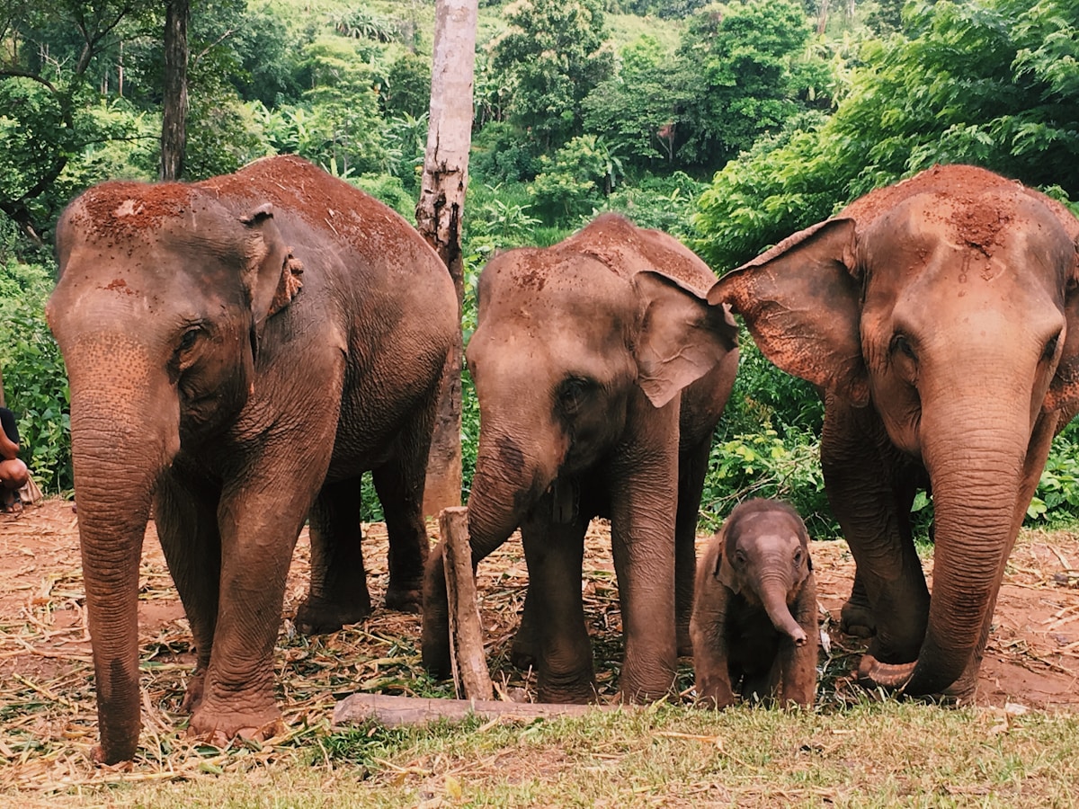 Group of Asian elephants including a baby walking together in jungle clearing near Chiang Mai