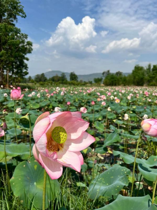 Rosa Lotusblüten über einem See in Thailand