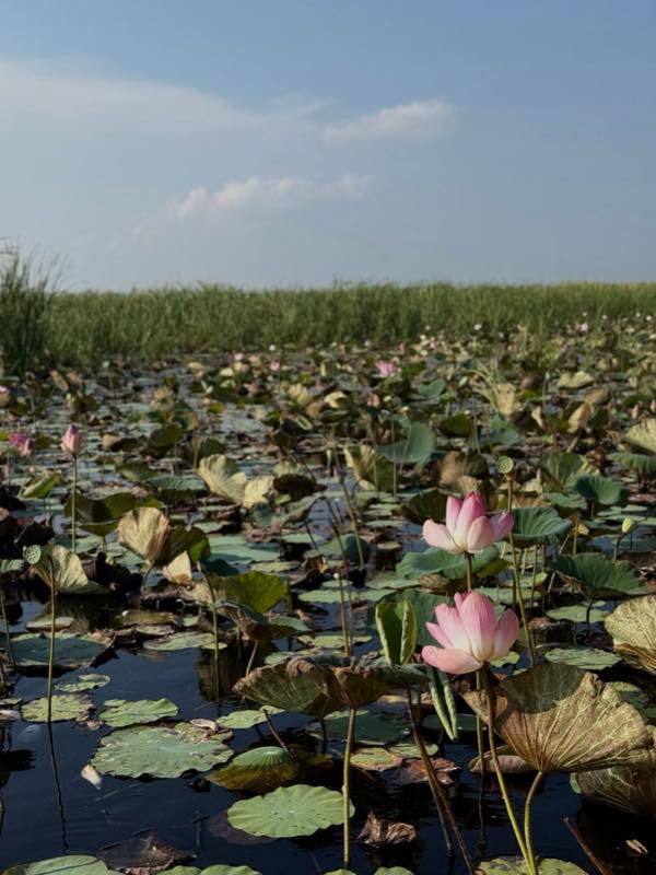 Rosa Lotosblüten zwischen Blättern auf einem thailändischen Lotussee
