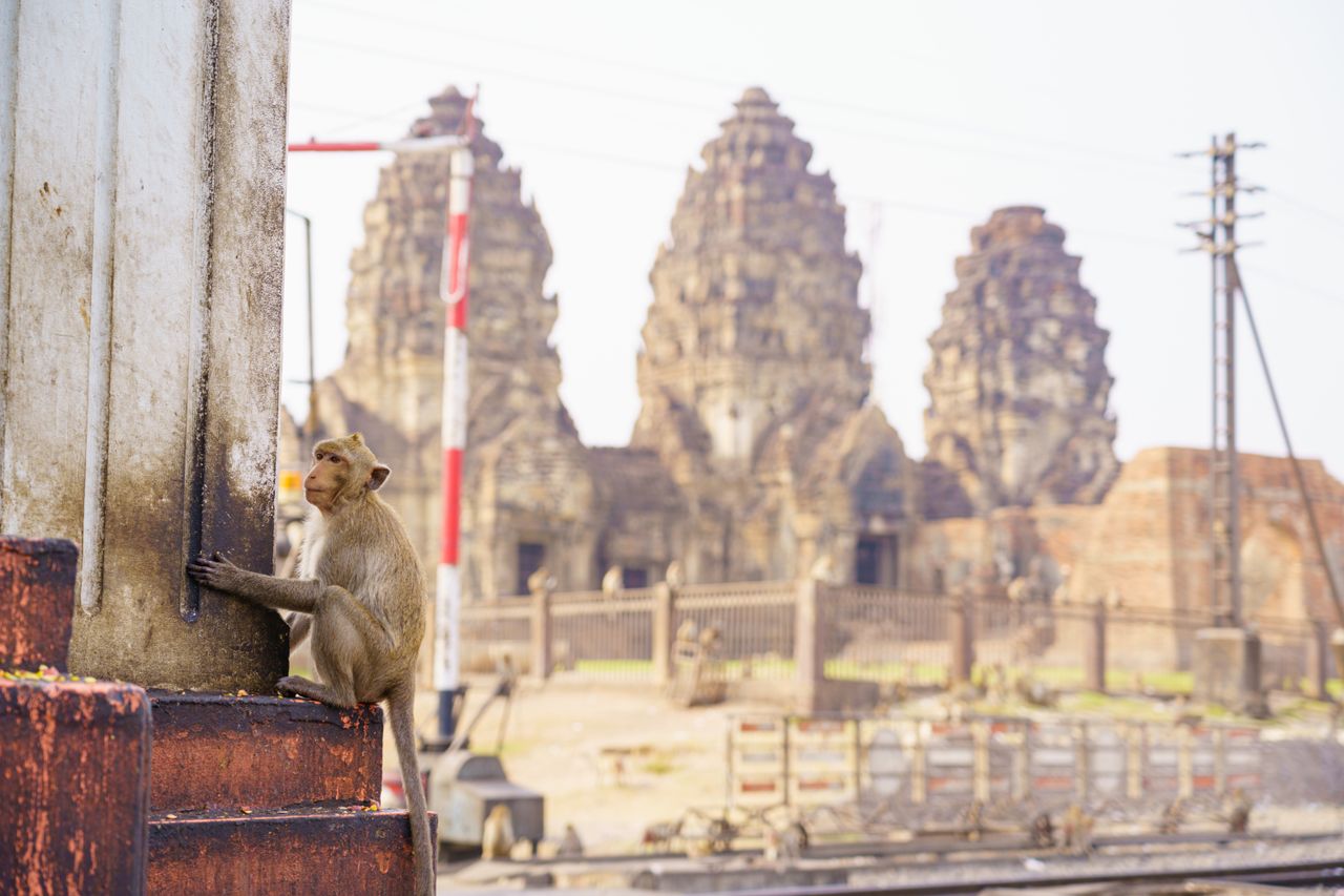 Un macaque devant les prangs khmers de Prang Sam Yot