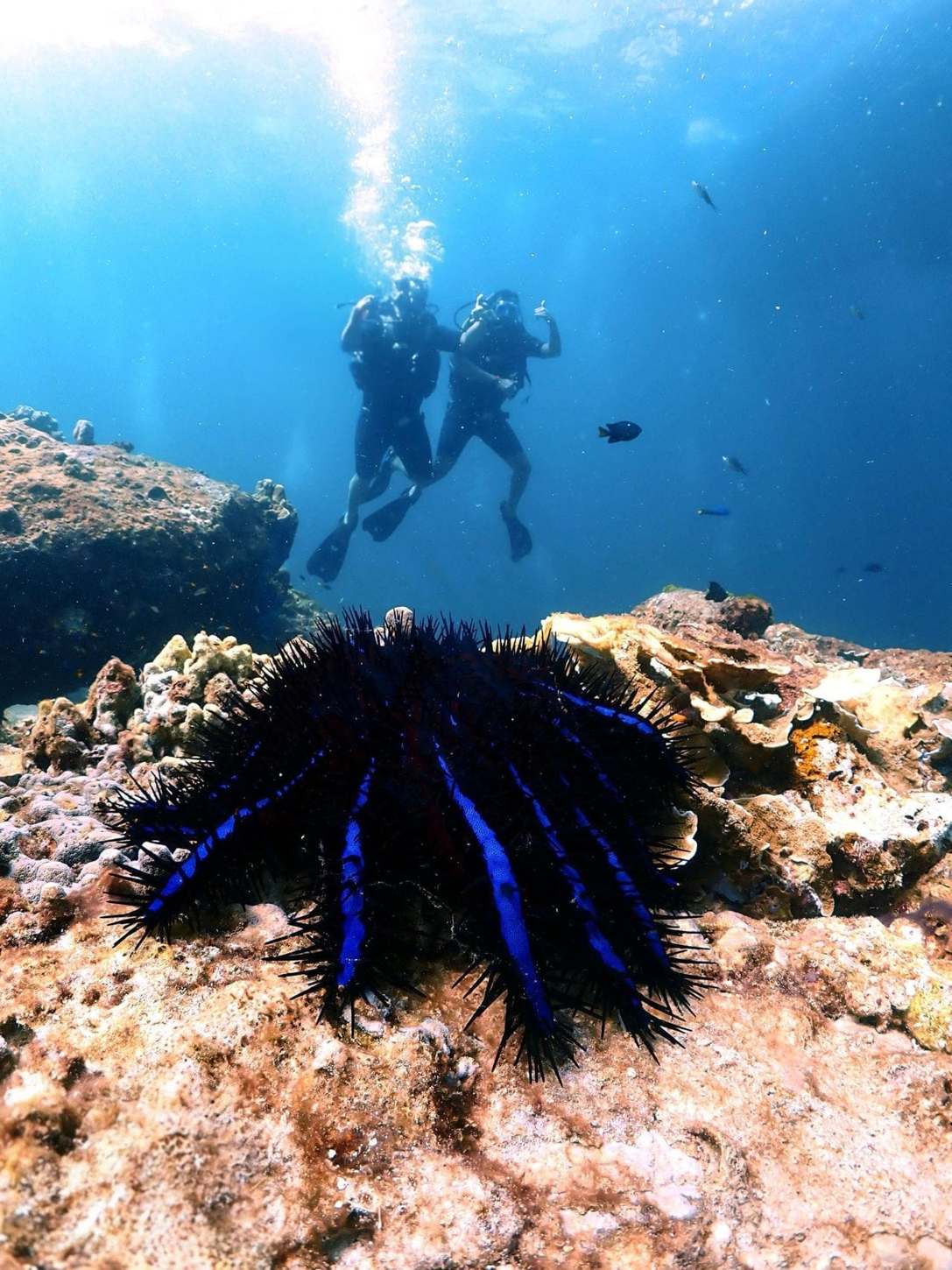 Plongeurs sur un récif coloré à Rawai, Thaïlande