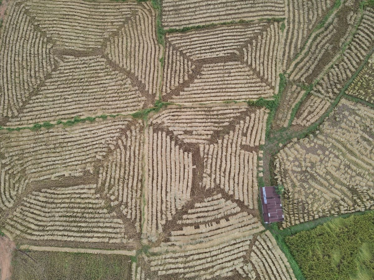 Aerial view of geometric patterned rice fields in rural northeast Thailand, Isaan