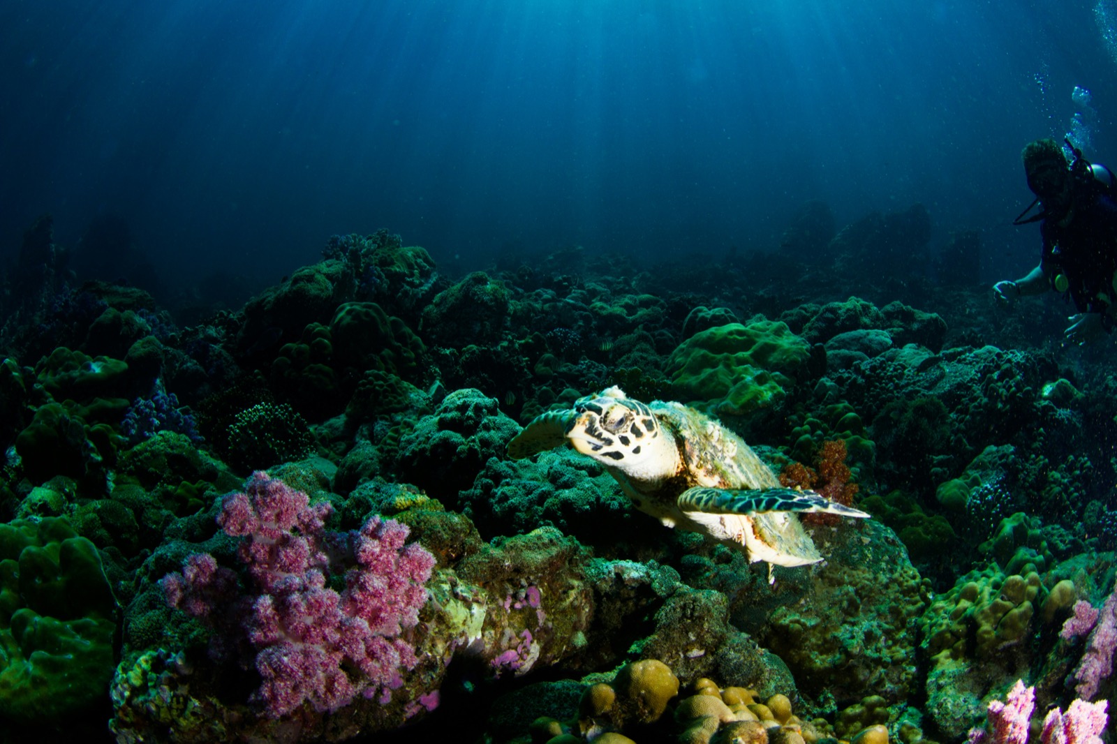 Sea turtle swimming over coral reef with diver, Ko Lipe, Thailand