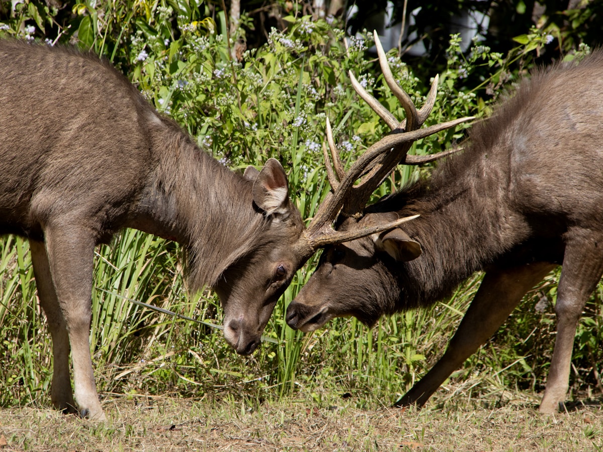 Two Sambar deer locking antlers in the forest of Khao Yai National Park, Thailand