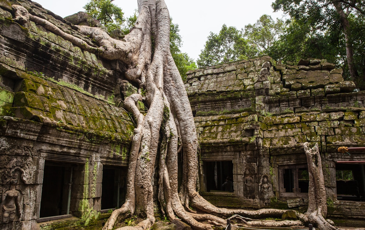 Ta Prohm temple ruins with giant tree roots overtaking ancient stone walls, Angkor, Siem Reap, Cambodia