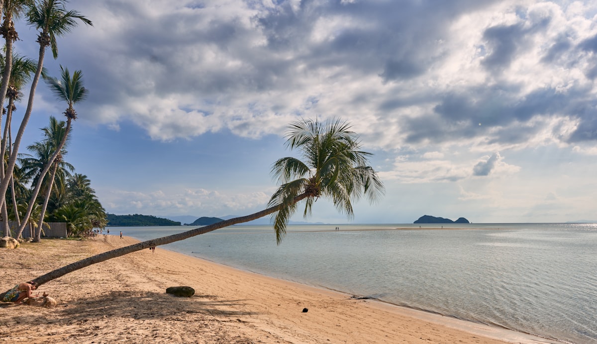 Palm tree leaning over a wide sandy beach on Koh Phangan with calm sea and distant islands