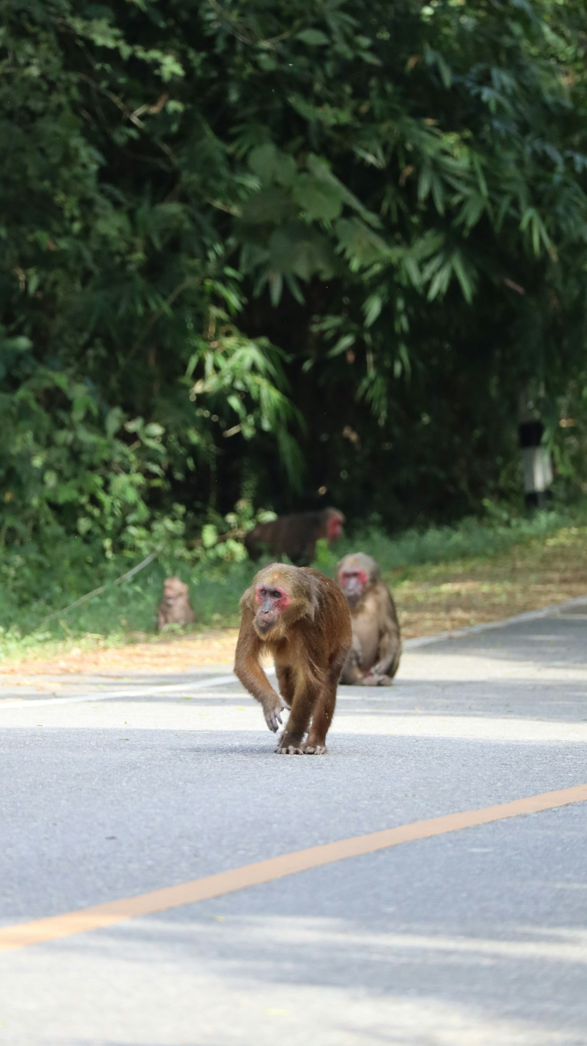 Macaque monkeys crossing a road through green forest, Lopburi, Thailand