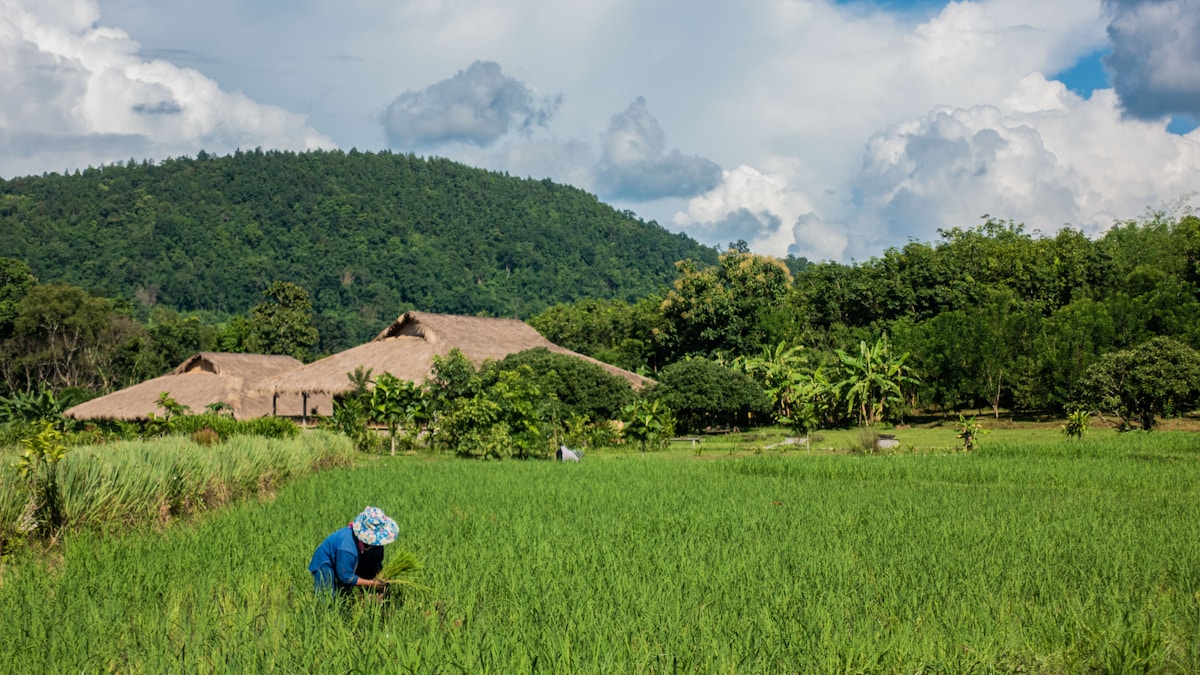 Bamboo bungalows among green rice fields in Pai, northern Thailand
