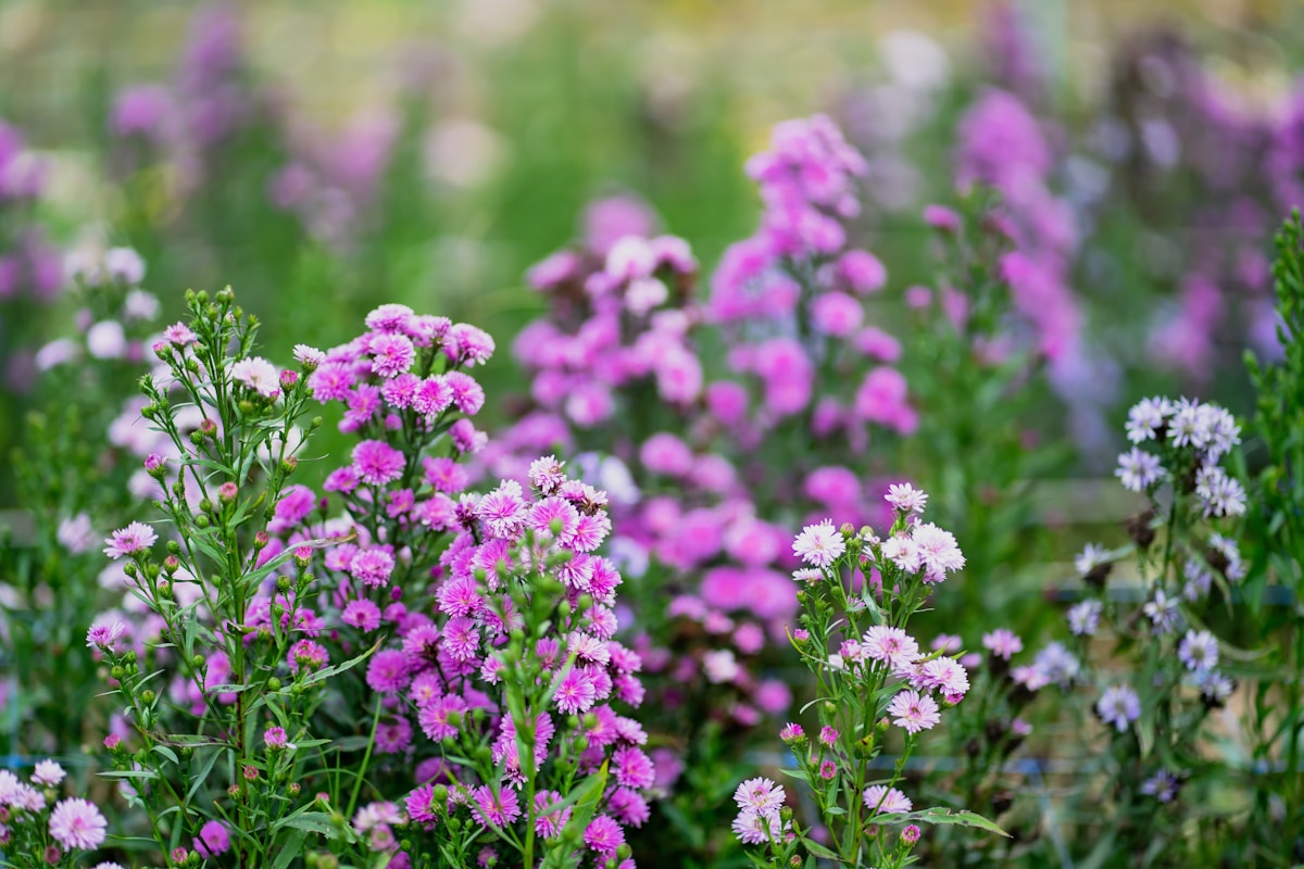 Field of purple and white flowers in Udon Thani, northeast Thailand